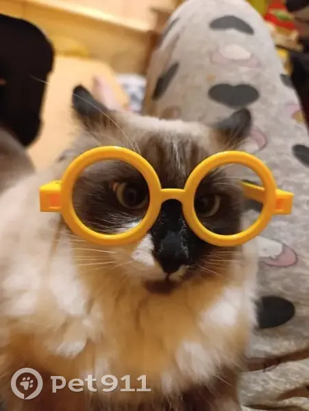 Пропал кот, 4-я Криволученская улица, 4, Тула - большое белое пятно на морде - photo