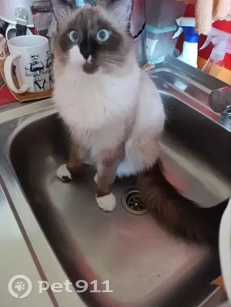 Пропал кот, 4-я Криволученская улица, Тула - вышел гулять в первый раз - photo