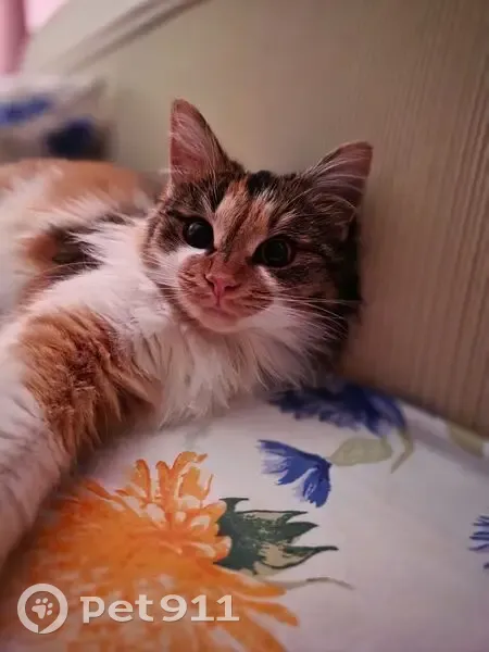 Пропала кошка, улица Дружбы, Рыбное - возможно, испугалась собак - photo