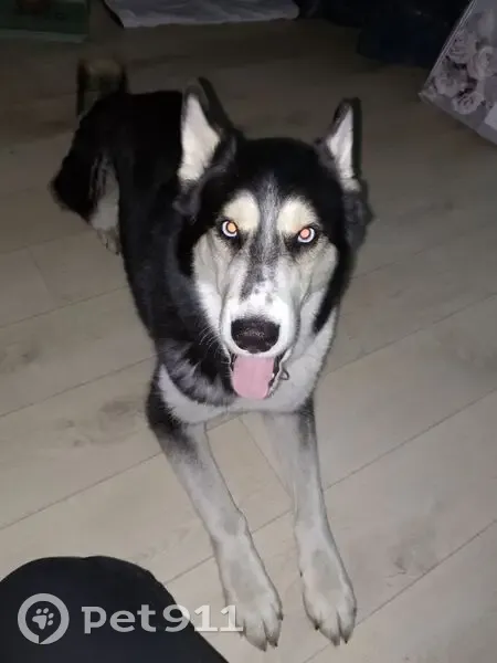 Пропал собака, Геофизическая улица, Елизово - лайка со смесью хаски, голубые глаза - photo