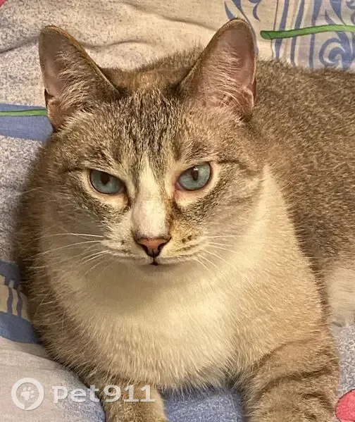 Пропал кот, улица Чапаева, 80 к1, Екатеринбург - кличка Сильвер - photo