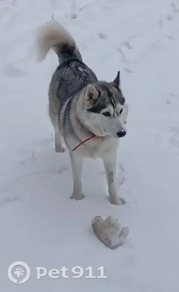 Пропала собака, Смоленское сельское поселение, Смоленское - бело-черный окрас, красный ошейник - photo
