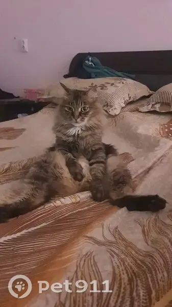 Пропал кот, улица Генерала Тихонова, 11, Черногорск - короткий хвостик, нуждается в особом уходе - photo