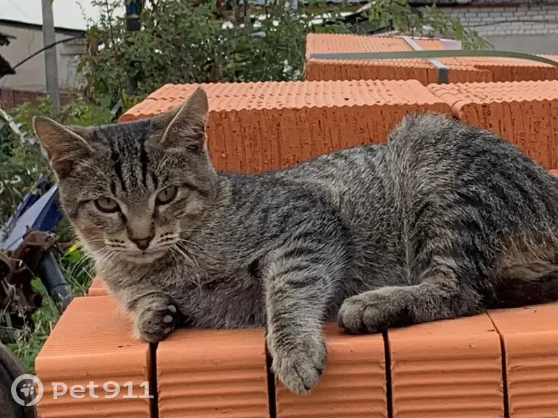 Пропал кот, улица Соловьёва, 44А к1, Йошкар-Ола - коричневый с полосками - photo