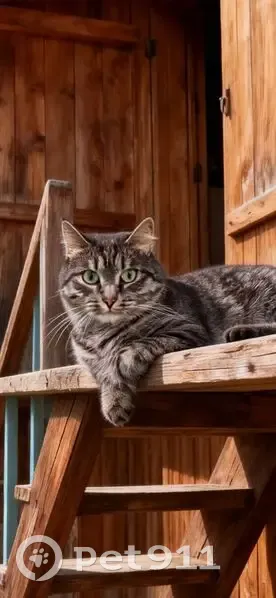 Пропал кот, улица Карла Маркса, 79, Добрянка - серый, кастрированный - photo