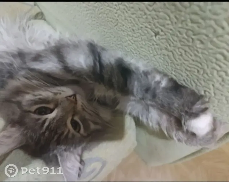 Пропала кошка, улица Зинаиды Коноплянниковой, Тверь - серый почти тигровый, очень ласковый - photo