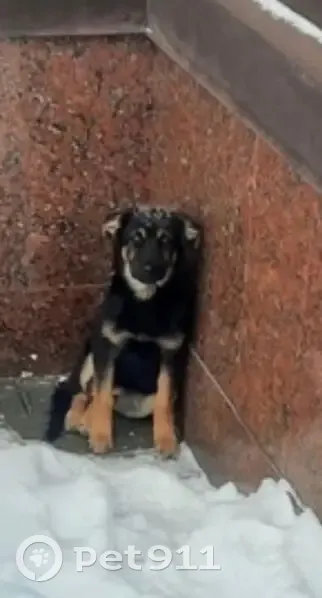 Пропала собака, женская, Посадская улица, 57, Сергиев Посад - черная с рыжими подпалинами - photo