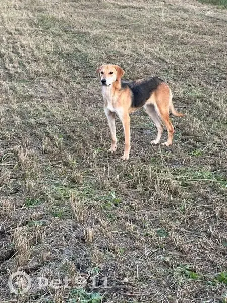 Пропала собака, женская, проезд Тизлек, Набережные Челны - русская гончая - photo