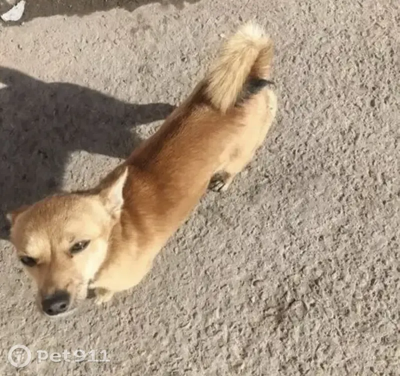 Пропал собака, ул. 30 лет Победы 7ст6, Тюмень - photo