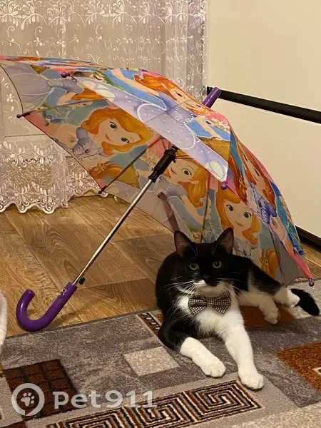 Пропала кошка, 13, Старый Оскол - черно-белый, нет левой лапки - photo