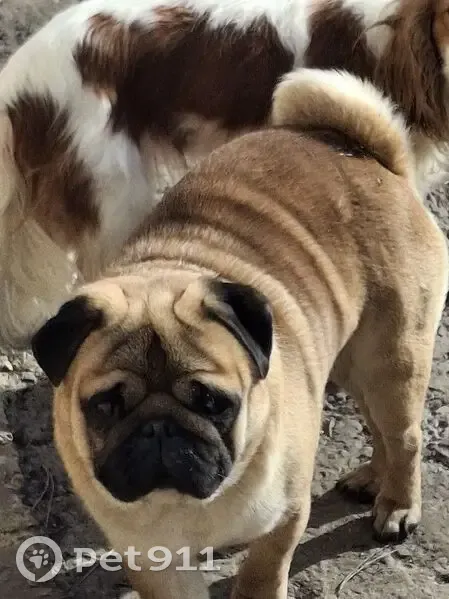 Пропал собака, Балаково - рыжий с клеймом - photo