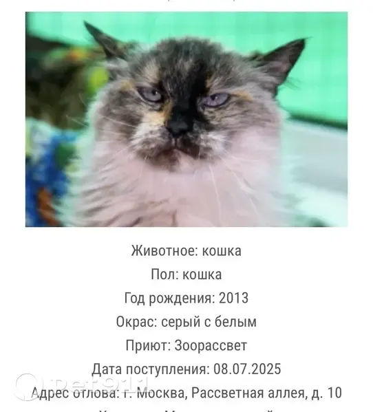 Найдена кошка, женская, Рассветная аллея, Москва - photo