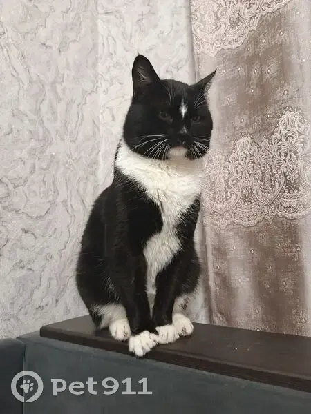 Пропал кот, Щитовая улица, 11, Пермь - черная спинка, белые усы - photo