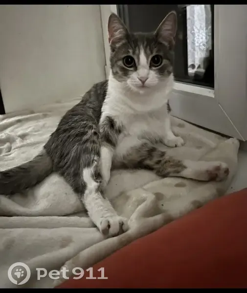 Пропала кошка, женский пол, улица Фрунзе, 61, Новочеркасск - серый окрас, белая грудка - photo