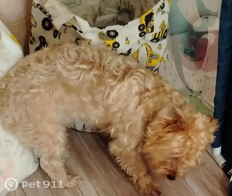 Пропал собака, мужской, Советская улица, Петрозаводск - рыжий, кучерявый - photo