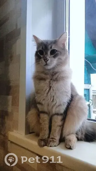 Пропал кот, улица Кирова, 1, Гаврилов-Ям - photo