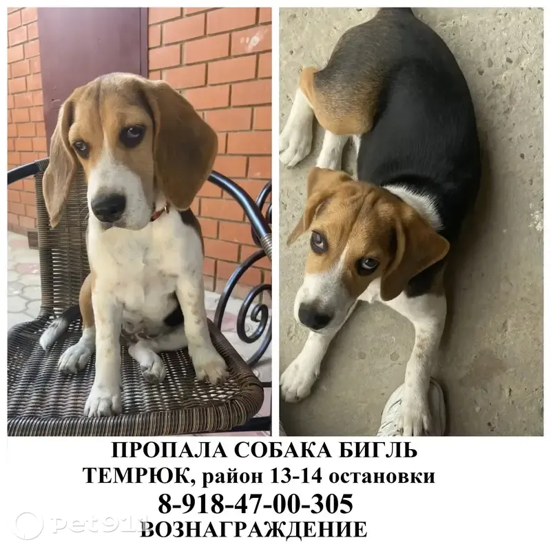 Пропала собака, Славянская улица, Темрюк - коричневые уши, черная спина - photo