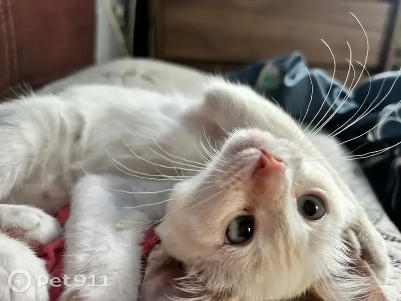 Пропала кошка, Гражданская улица, 4, Новомосковск - отзывается на кличку Тося - photo