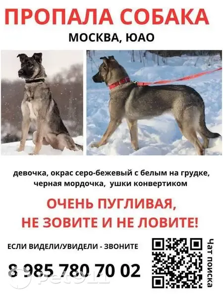 Пропала собака, женская, Кантемировская улица, 20 к5, Москва - серая, короткая шерсть - photo