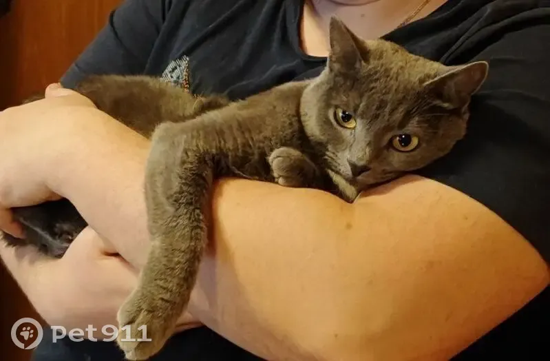 Пропала кошка, улица Героев Панфиловцев (дублёр), 9 к1, Москва - дымчатая с белым пятнышком - photo