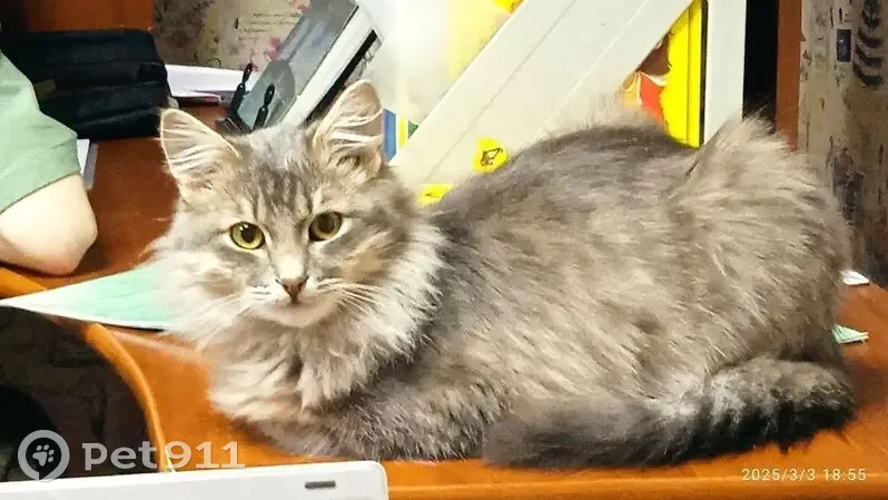 Пропала кошка, улица Чехова, 96, Агрыз - серый, пушистый, зело-желтые глаза - photo