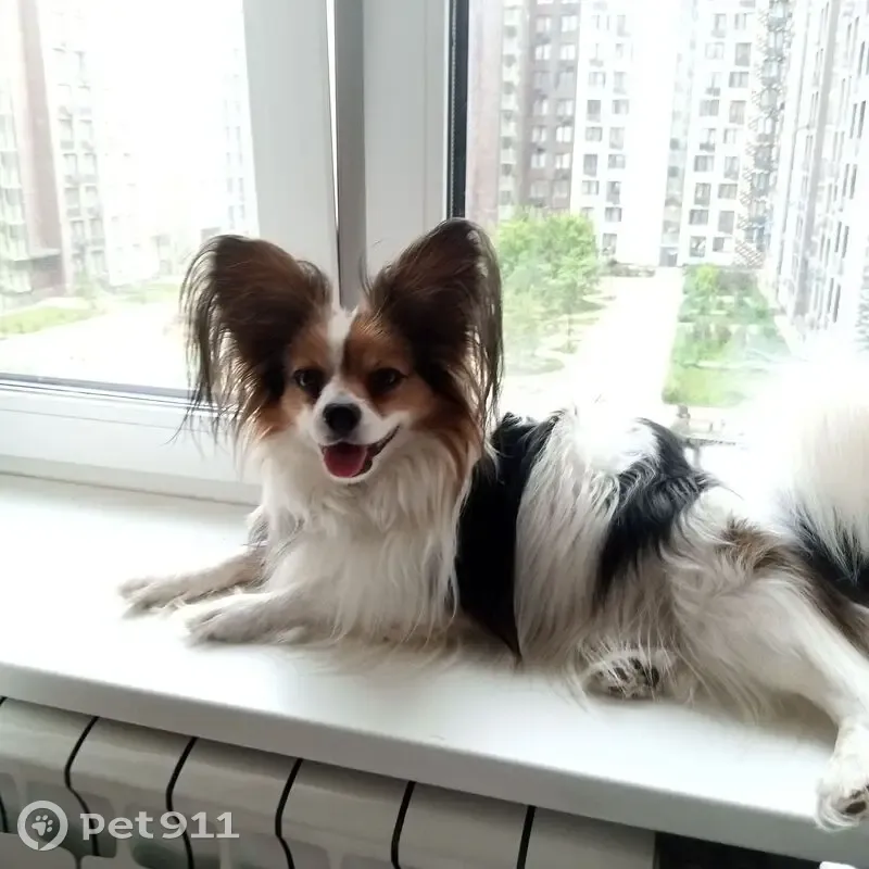 Пропала собака Мальчик, Ростов-на-Дону (rl1160294) - photo