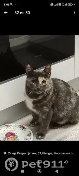 Пропала кошка, Шатура, Московская область - сильно веляет попой - photo