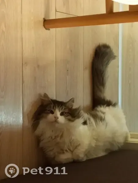 Пропал кот, улица Димитрова, Санкт-Петербург - пушистый с белым пузиком - photo