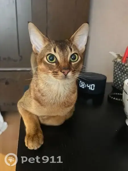 Пропала кошка, проезд Шокальского, 29 к1, Москва - photo