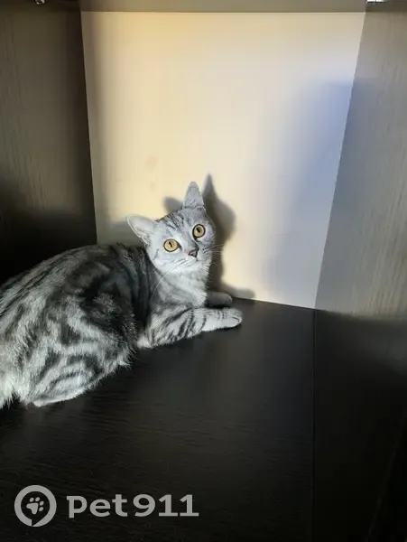 Пропала кошка, Сарматский переулок, 3, Орск - photo