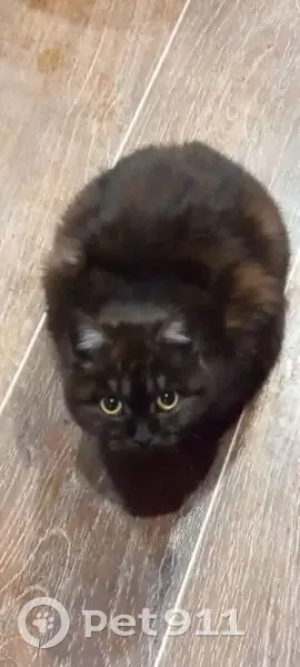 Пропала кошка, женский пол, улица Карла Маркса, Алтайское - черненькая, ножки задние заносит - photo