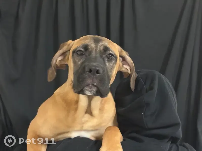 Пропала собака, женский пол, Дальняя Садовая улица, 49, Белгород - рыжий окрас, короткий купированный хвостик - photo