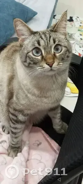 Пропал кот, Степная улица, 21А, Тимофеевка - полосатый с голубыми глазами - photo