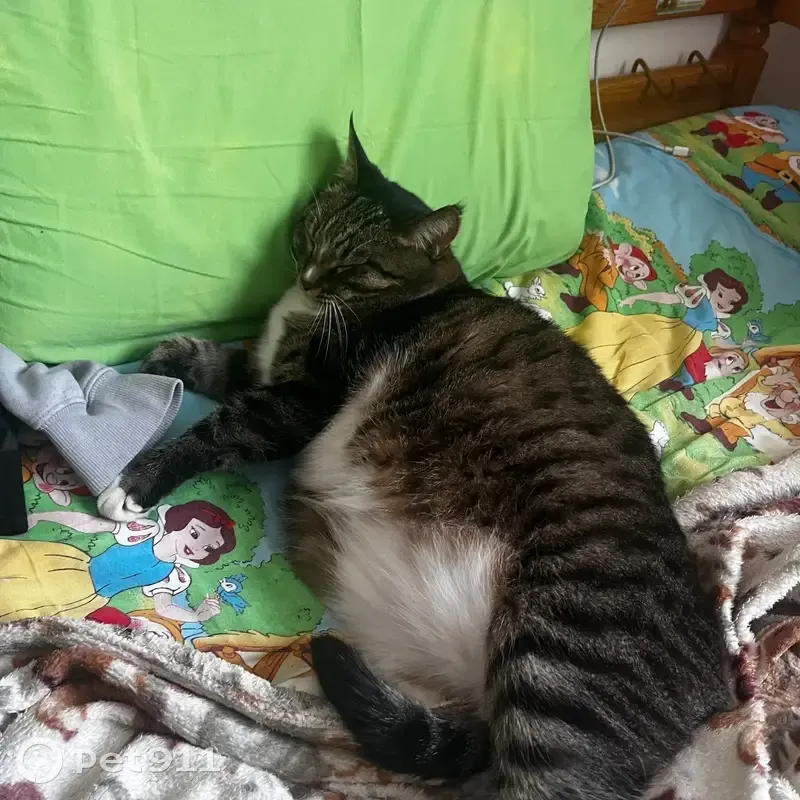 Пропал кот, улица Конституции, 17, Киров - крупный с кисточками на ушах - photo