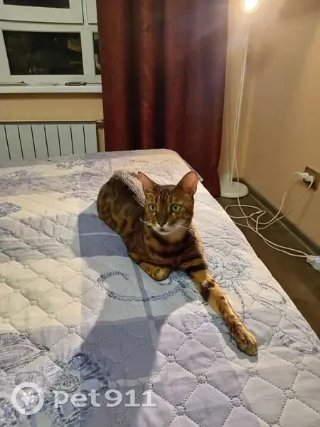 Пропал бенгальский кот, 44, Екатеринбург - photo