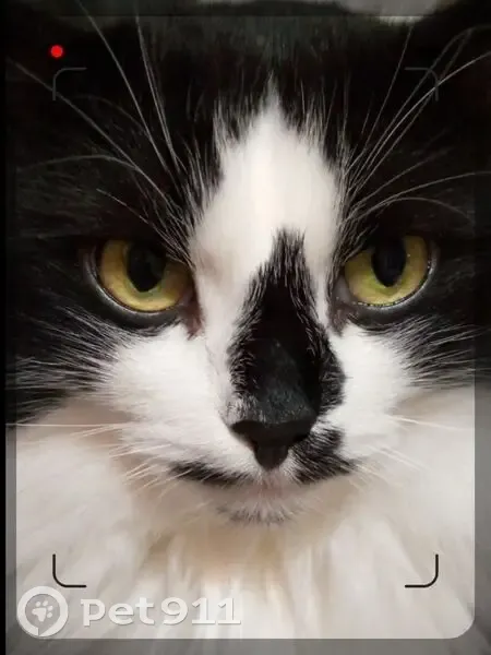 Пропал кот, 3-й квартал, 6, Зауральский - белый с чёрным - photo