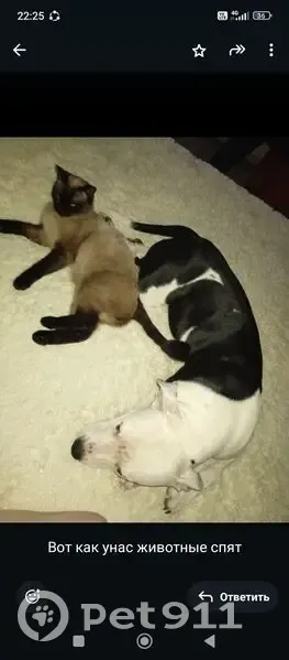 Пропала собака, Игарская улица, Красноярск - чёрный окрас с белым - photo