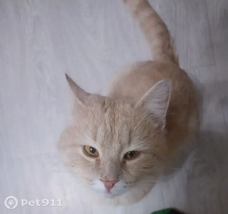 Пропал кот, Лаишево — Курманаково, Лаишево - ласковый, может быть напуган - photo