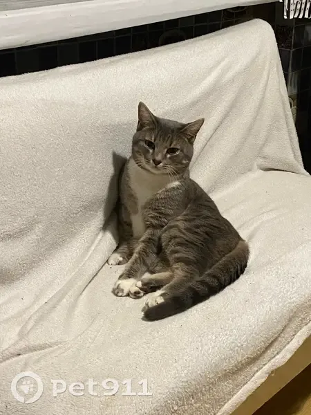 Пропал кот, Речная улица, 161, городской округ Нягань - лапки и грудка белые - photo