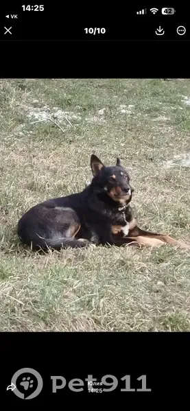 Найден собака, Калининград, Орловка - окрас как у овчарки - photo