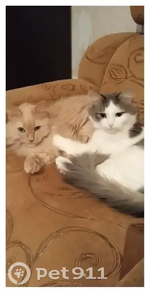 Пропала кошка, улица Генерала Черняховского, Пермь - белая с серыми пятнами - photo