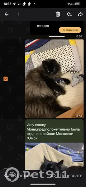 Пропала кошка, Молодогвардейская улица, Омск - была отдана мужчиной в районе московки - photo