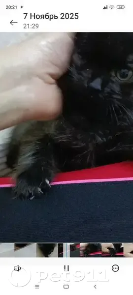 Пропала кошка, улица Ленина, 111, Васюринская - черная с ярким ошейником - photo