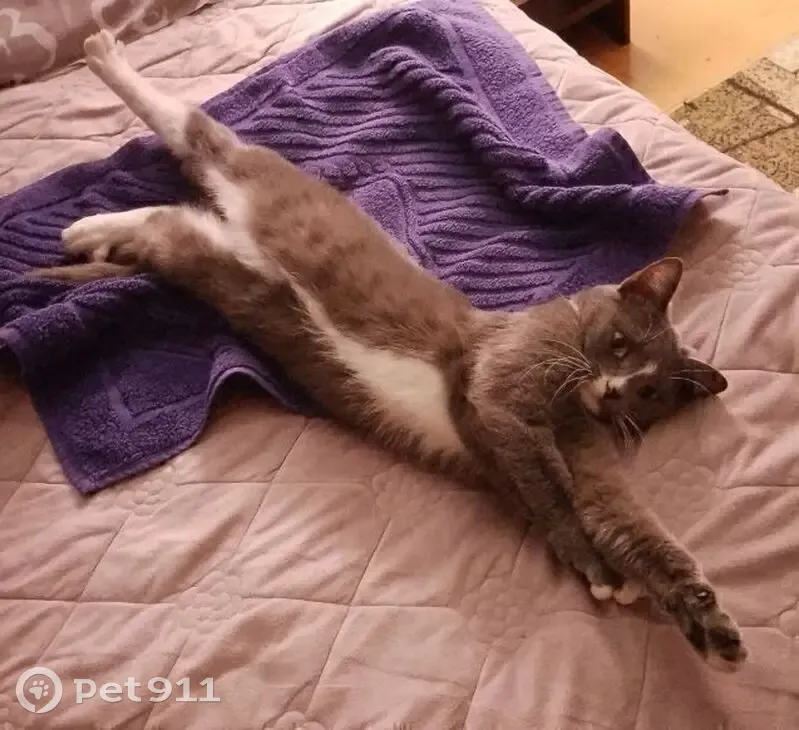 Пропала кошка, улица Чехова, 128, Абакан - дымчато-серый окрас - photo