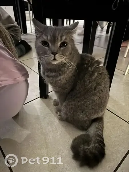 Пропал кот, Бердск, убежал из дома - photo