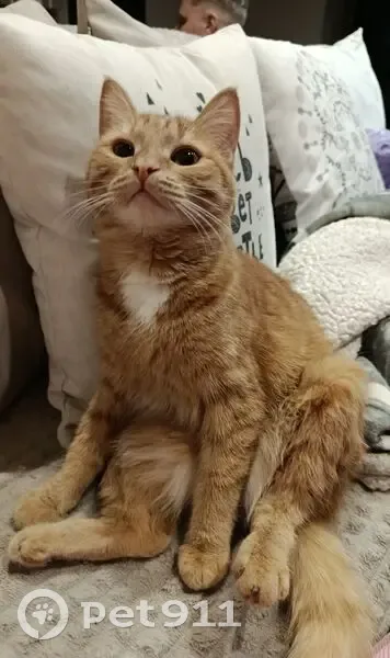 Пропала кошка, Печёрская улица, 11, Магнитогорск - рыжая с белым пятном - photo