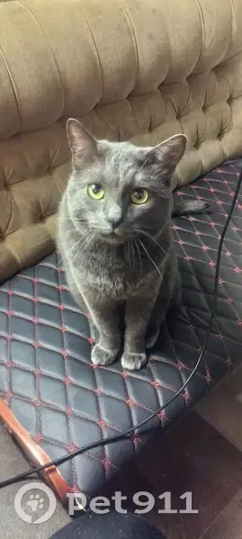 Пропал кот, Ленинградская улица, 1, Волжский - полностью серый, крупный - photo