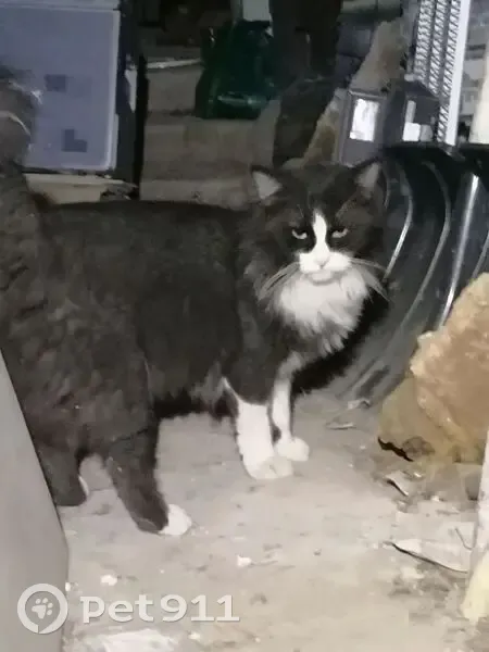 Найдена кошка, Газетный переулок, 73А, Ростов-на-Дону - чёрно-белый кот, ласковый - photo