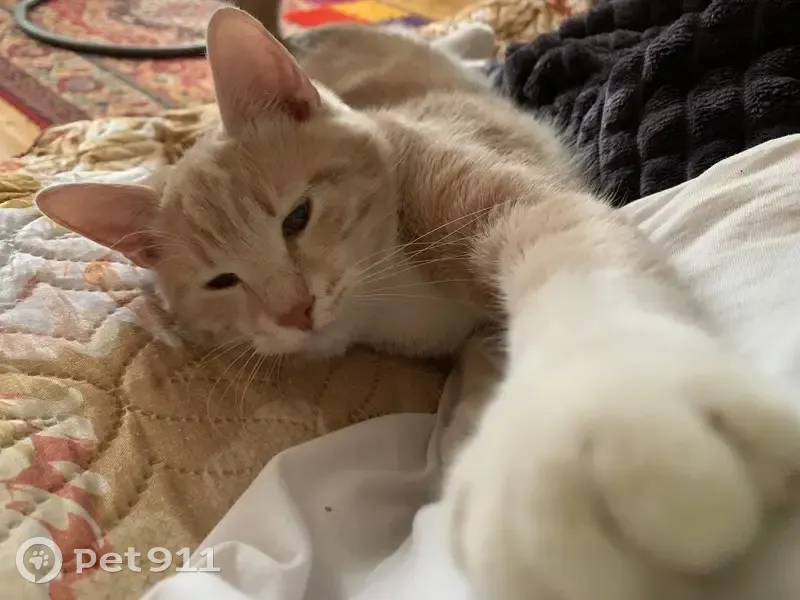 Пропала кошка песочного цвета, переулок Шевченко, 30, Суздаль - photo