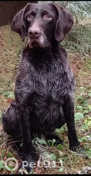 Пропала собака, Гаврилов-Ям - окрас коричневый с сединой - photo